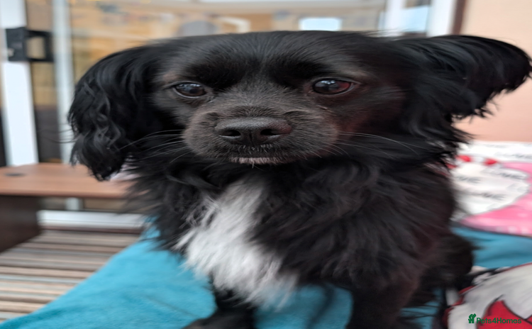 Mixed Breed dogs - Advert 1
