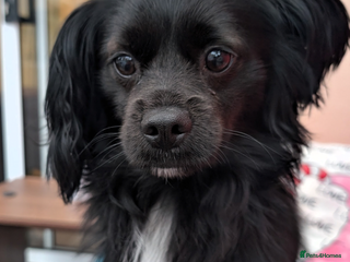 Mixed Breed dogs - Advert 3