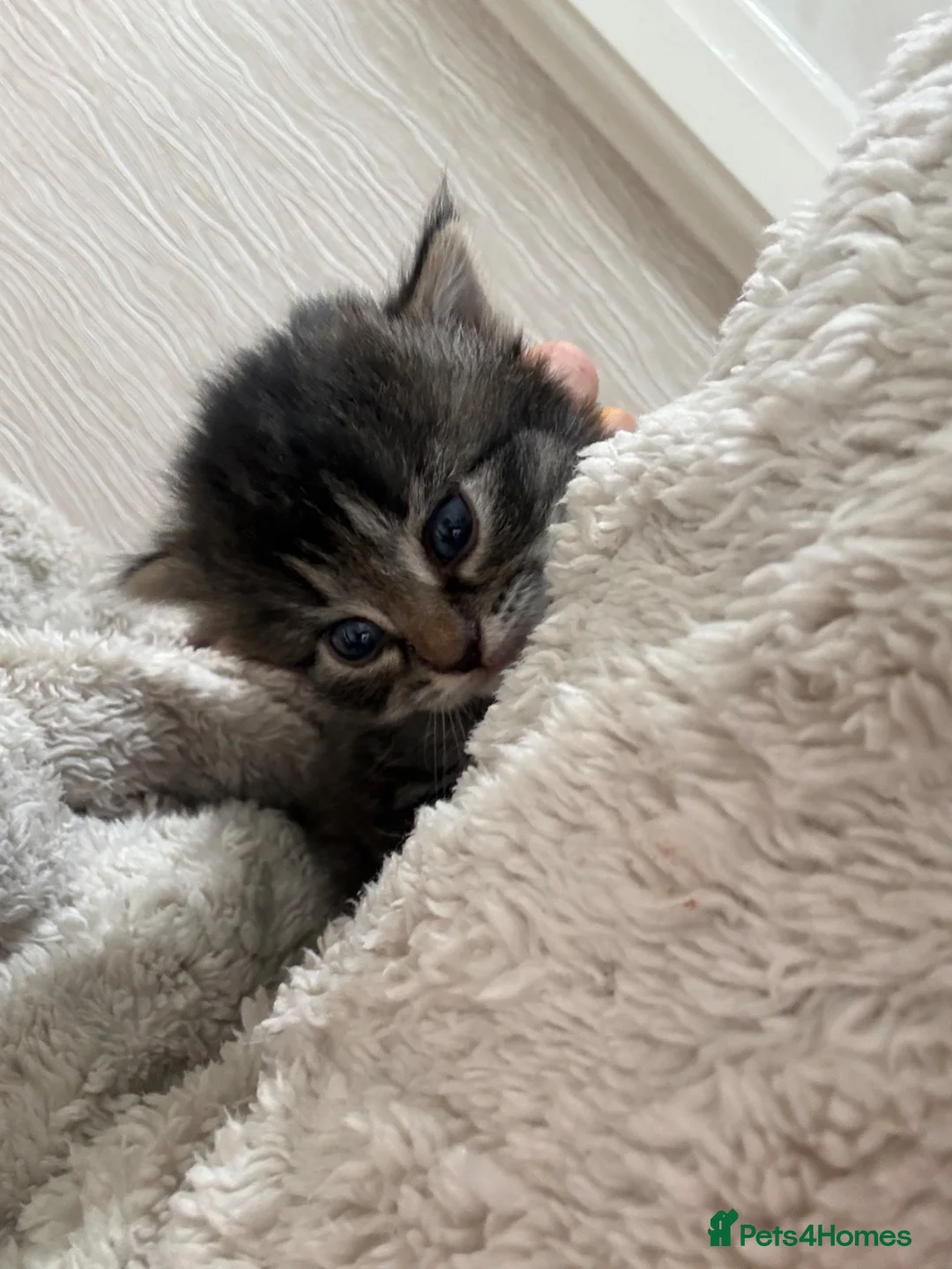 Mixed Breed cats for sale: British shorthair X Ragdoll 1M 2F left - Advert 2
