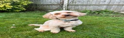 Cavapoo dogs for stud: F1B Cavapoo Stud Dog🐾 - Advert 1