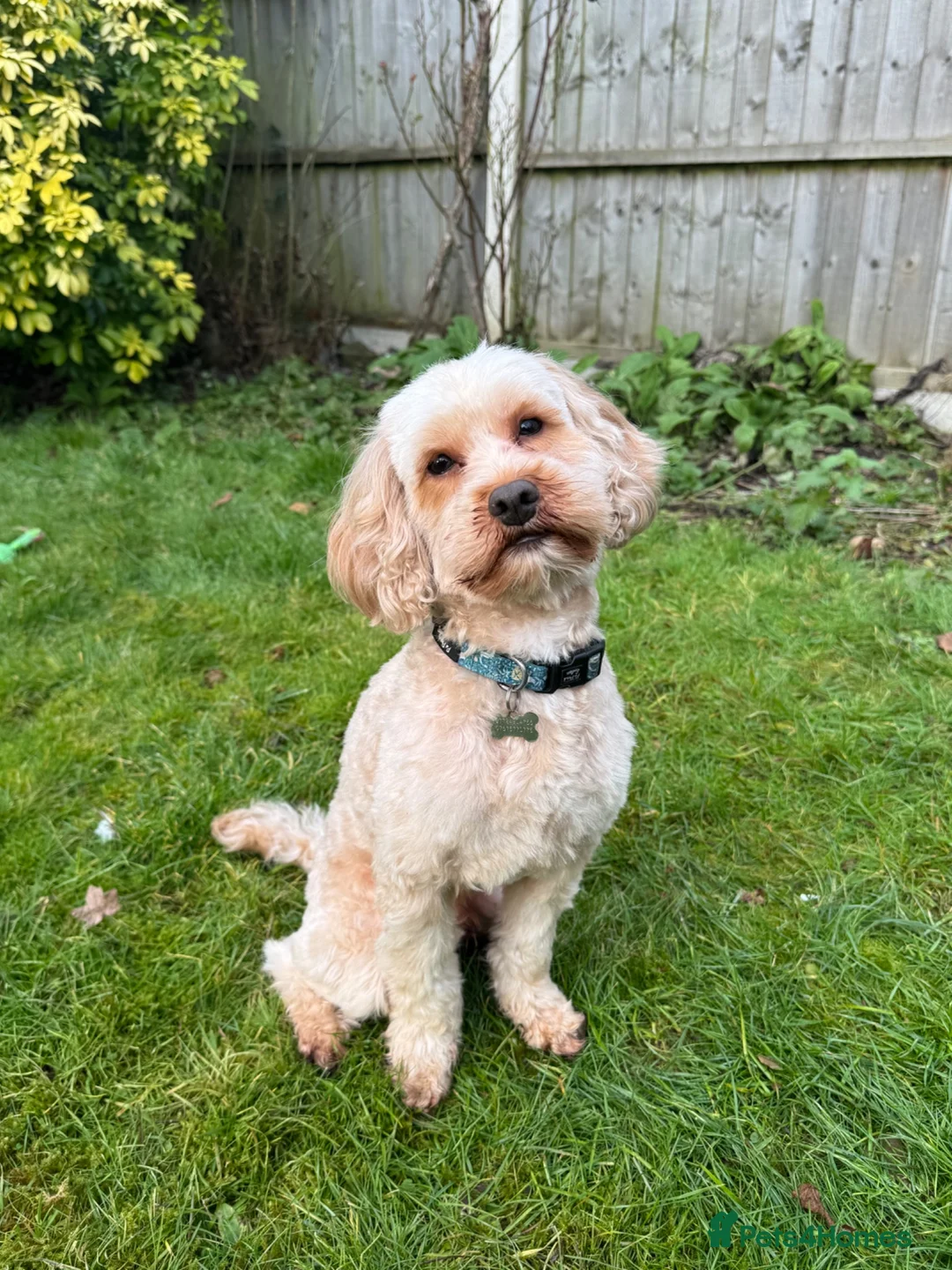 Cavapoo dogs for stud: F1B Cavapoo Stud Dog🐾 - Advert 1