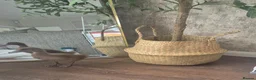 Ducks poultry for sale: Khaki campbell duckling - Advert 1