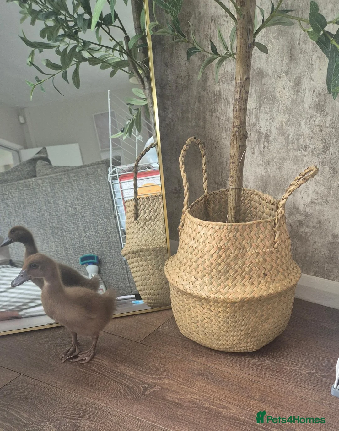 Ducks poultry for sale: Khaki campbell duckling - Advert 1