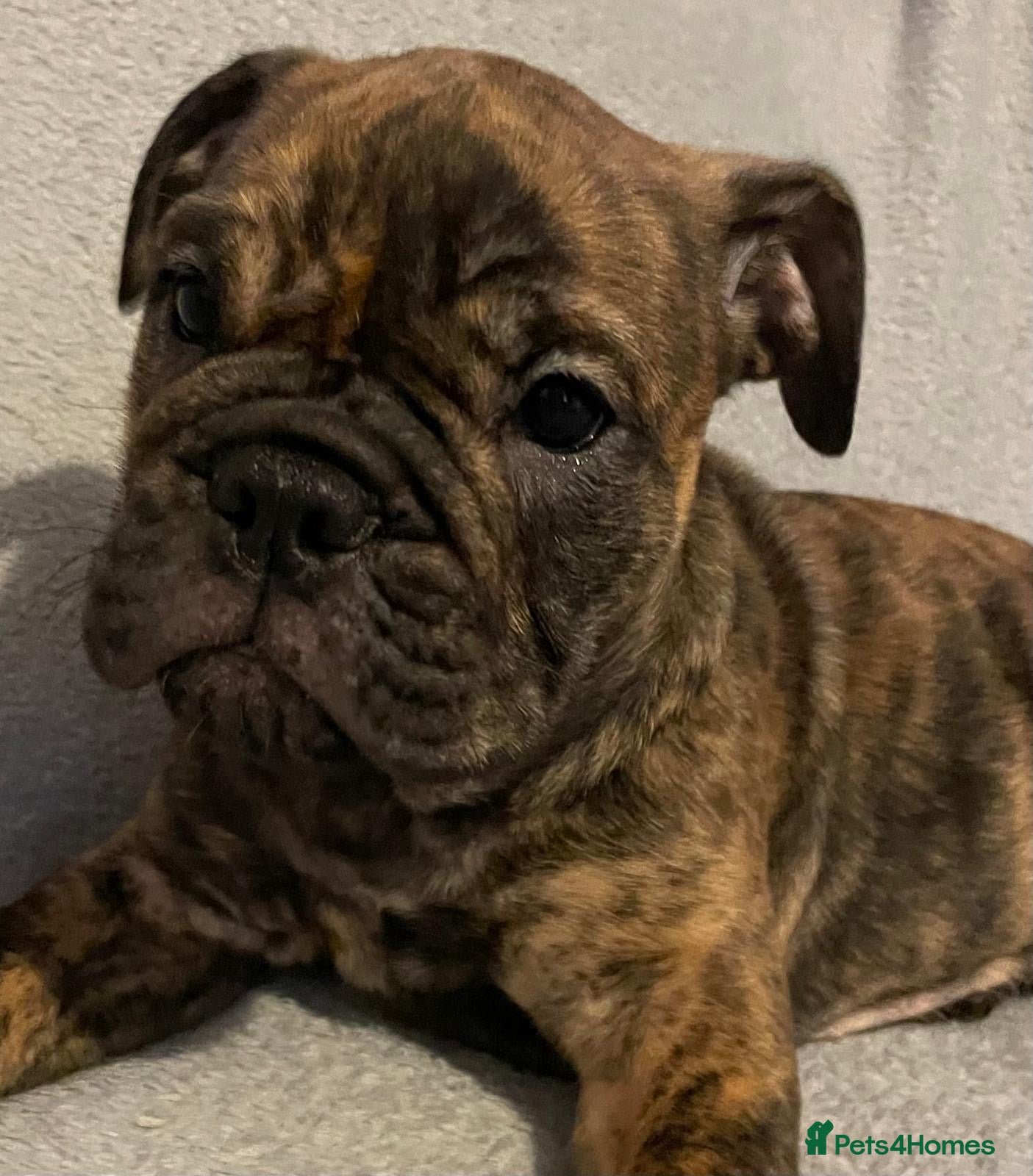 English Bulldog dogs Old English Bulldog Puppies READY NOW - Advert 3