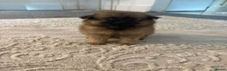 Pomeranian dogs for sale: POMERANIAN PUPPIES – BOYS & GIRLS in Stanford-le-Hope - Advert 10