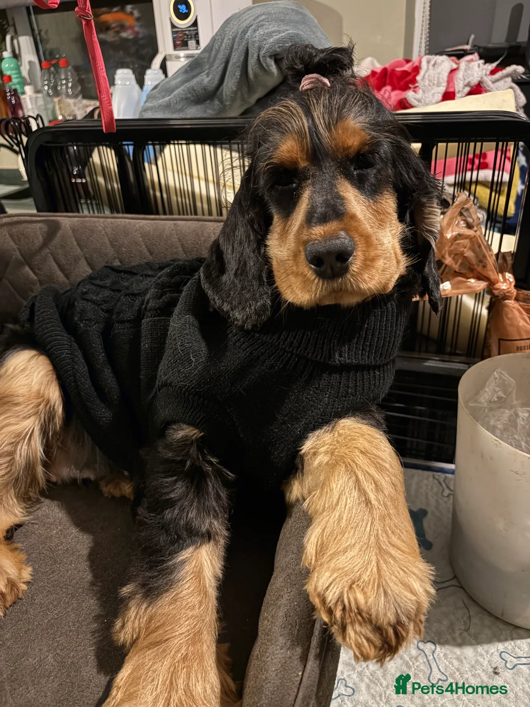 Cocker Spaniel dogs for sale: Beautiful show type cocker spaniel female  - Advert 1