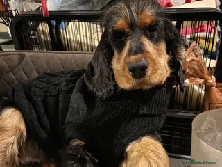 Cocker Spaniel dogs Beautiful show type cocker spaniel female - Advert 1