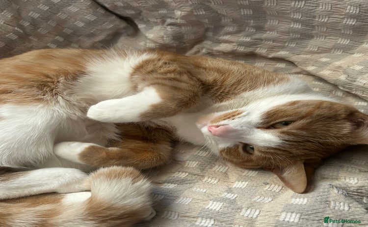 Mixed Breed cats - Advert 3