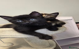 Mixed Breed cats for sale: 2 Adorable boys - Ragdol Mix kittens - Image 6