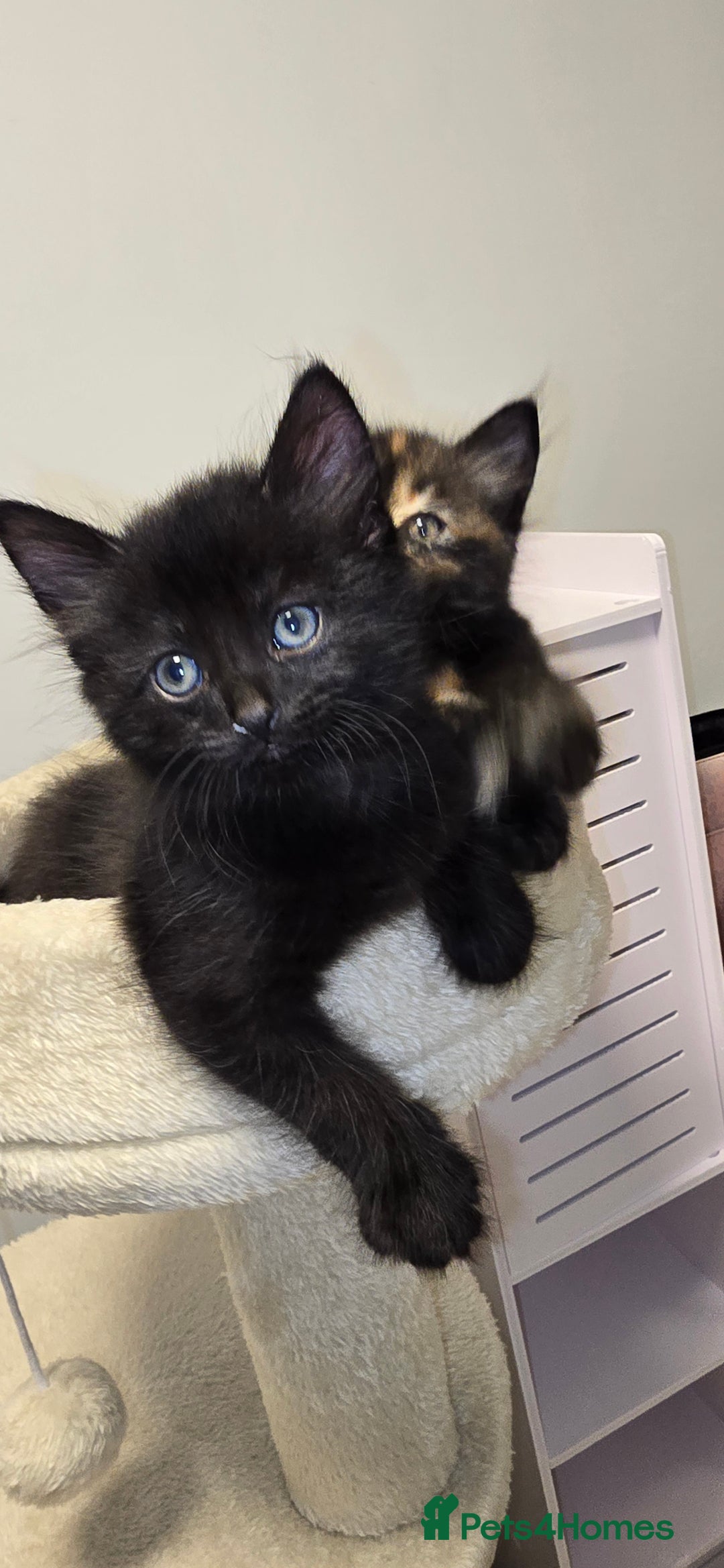 Mixed Breed cats for sale: 2 Adorable boys - Ragdol Mix kittens - Image 6