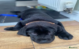 Mixed Breed dogs for sale: Bonnie - Image 2