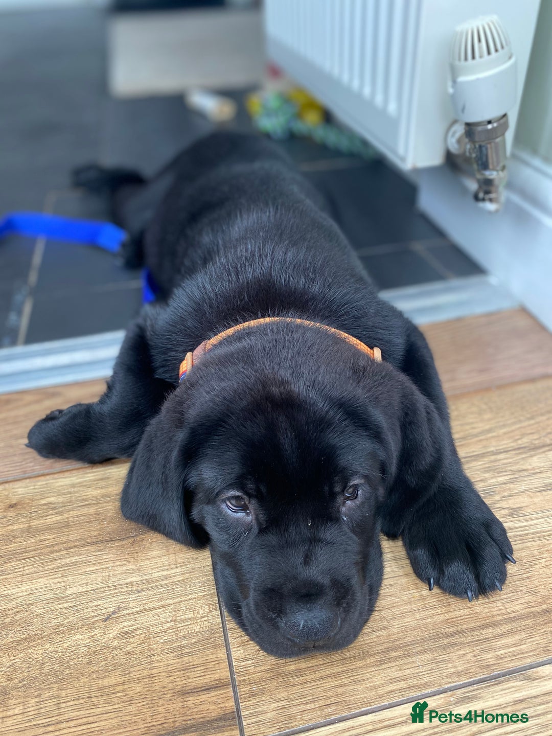 Mixed Breed dogs for sale: Bonnie - Image 2