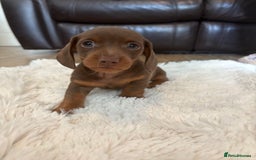 Miniature Dachshund dogs for sale: Miniature dachshund - Image 6