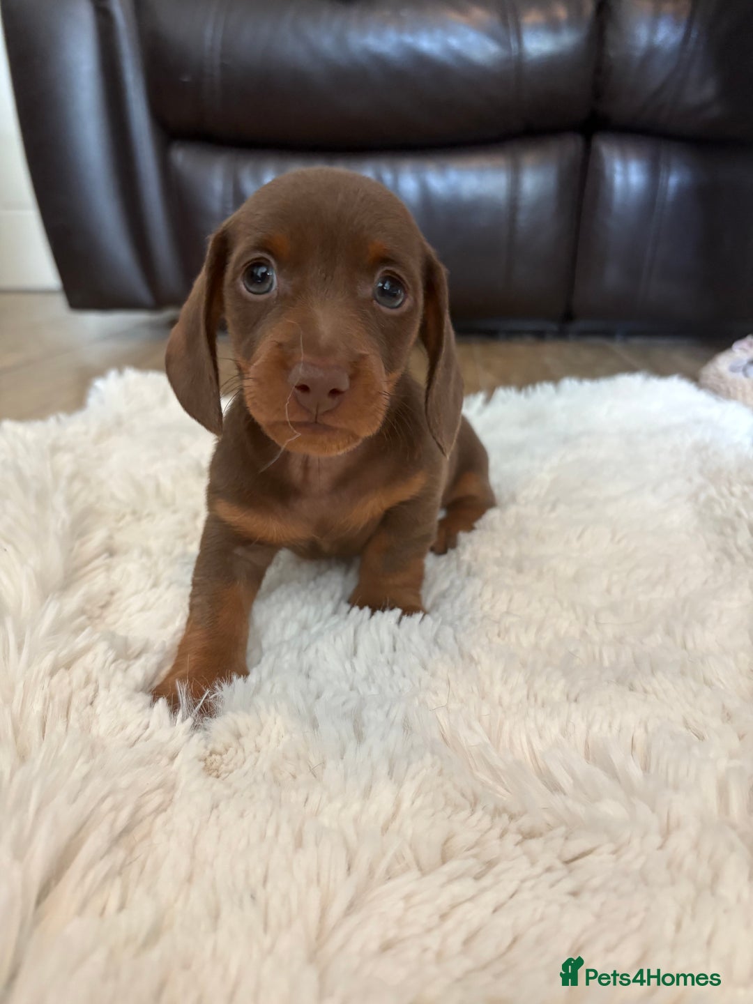 Miniature Dachshund dogs for sale: Miniature dachshund - Image 6