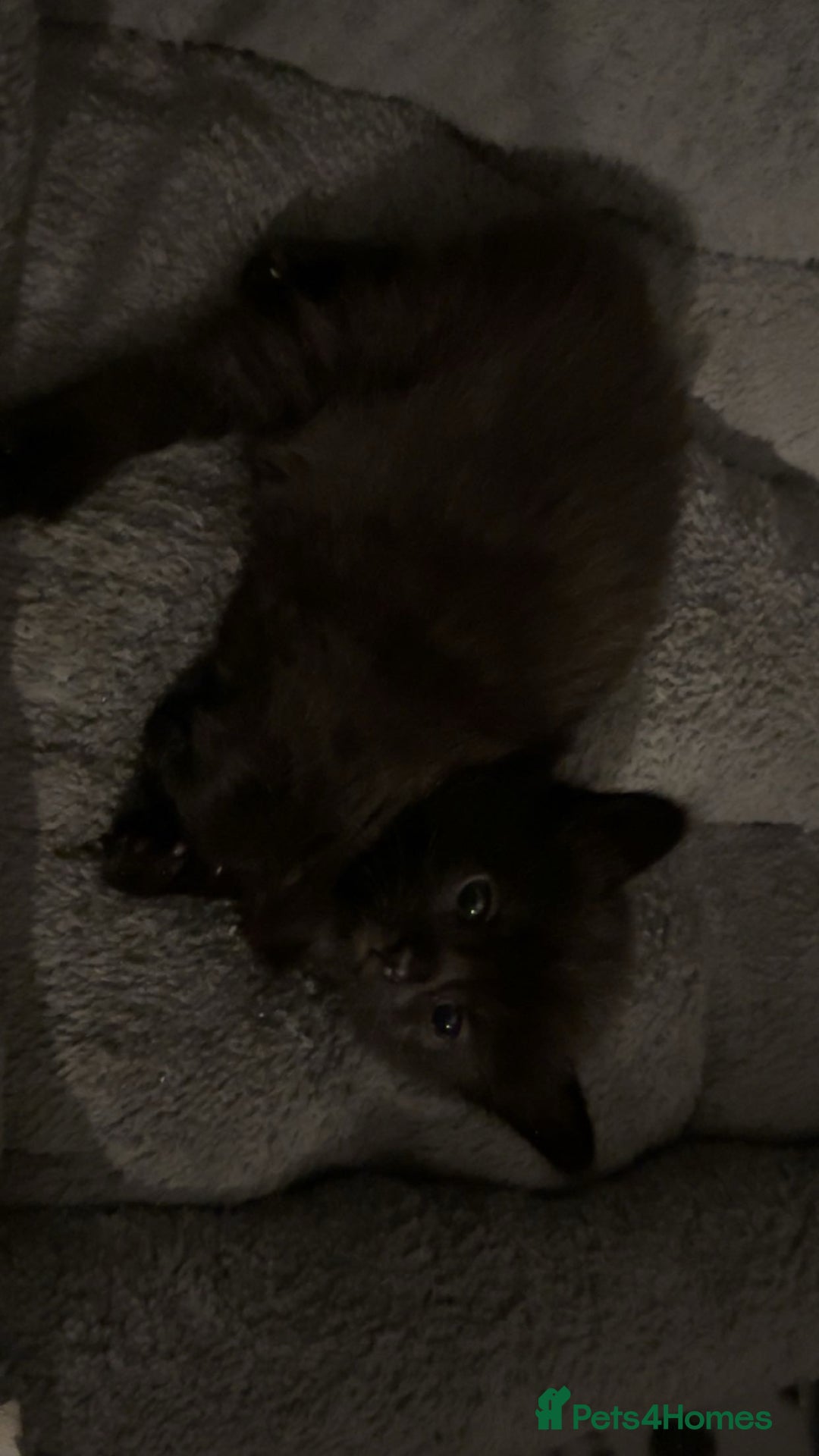 American Shorthair cats for sale: 2 male kittens  - Image 5