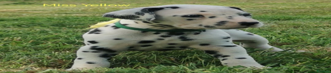 Dalmatian Puppy 4