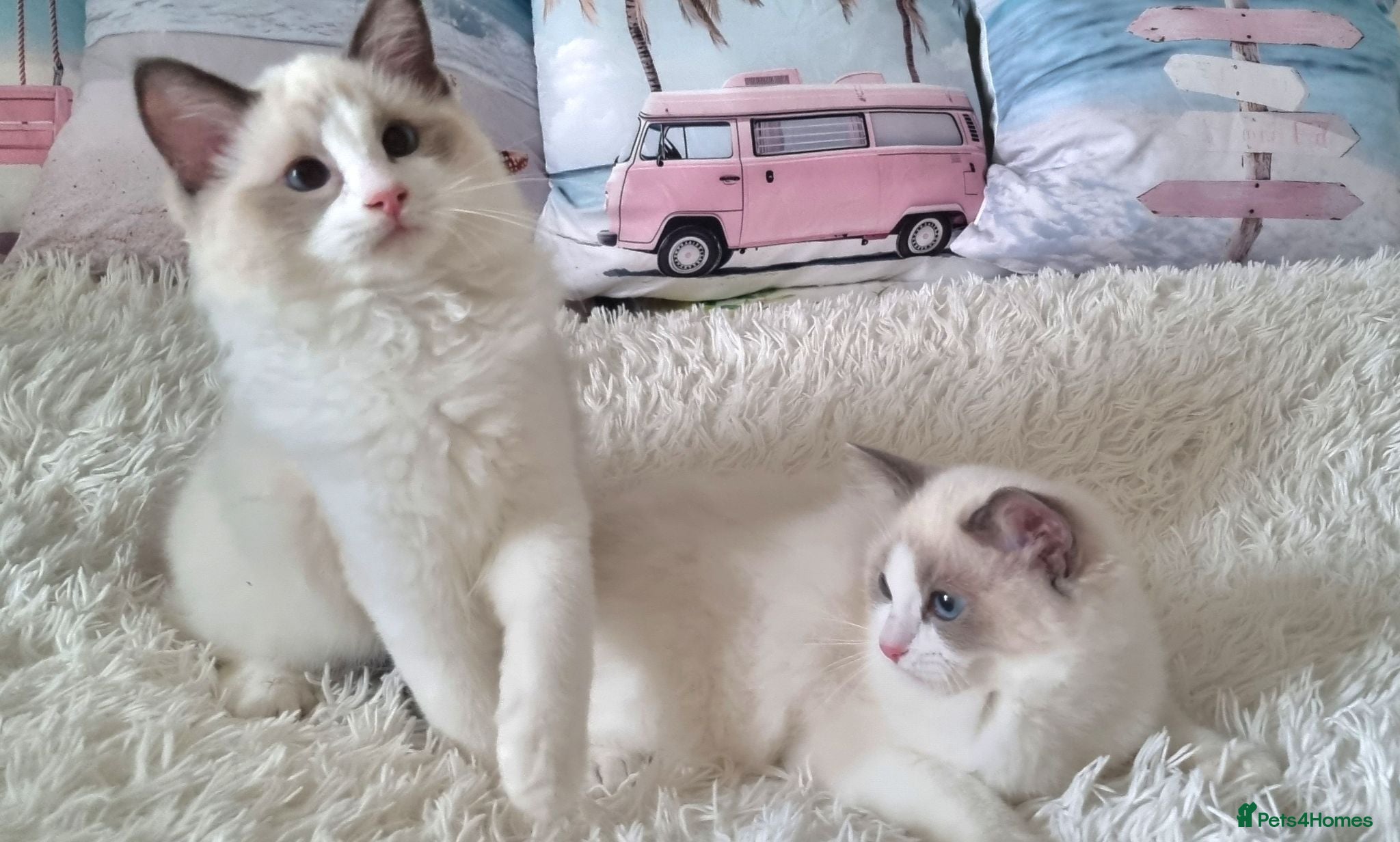 Ragdoll cats BEAUTIFUL ACTIVE TICA REGISTERED RAGDOLLS BOY 💕 - Advert 1