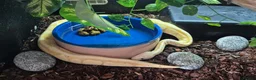 Python Snake reptiles for sale: Banana Pastel Ball Pyhton & Colombian Rainbow Boa  in Worcester - Advert 1