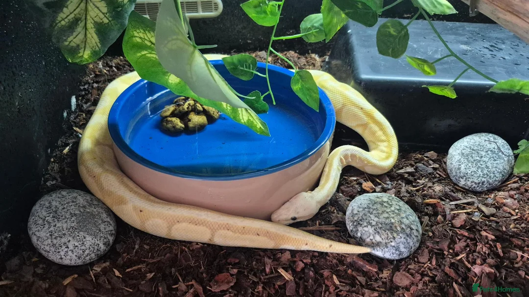 Python Snake reptiles for sale: Banana Pastel Ball Pyhton & Colombian Rainbow Boa  in Worcester - Advert 1