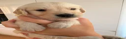 Golden Retriever dogs for sale: Beautiful golden retriever puppies - Advert 28
