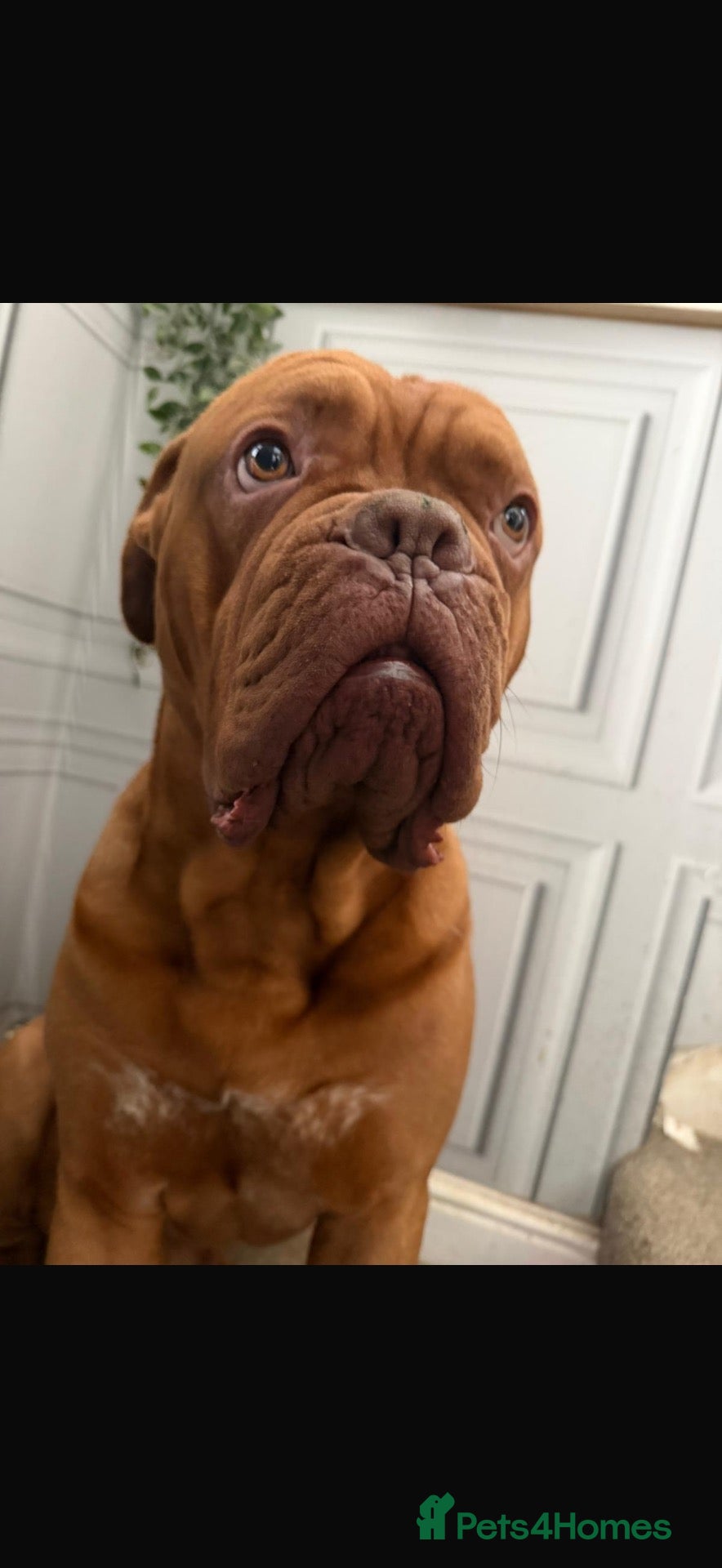 Dogue De Bordeaux dogs 2 Year Old DogueDeBordeaux  - Advert 1