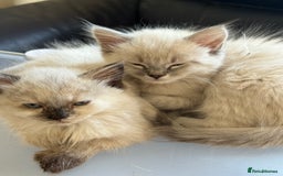 Ragdoll cats for sale: ADORABLE RAGDOLL KITTENS - READY NOW - Image 37