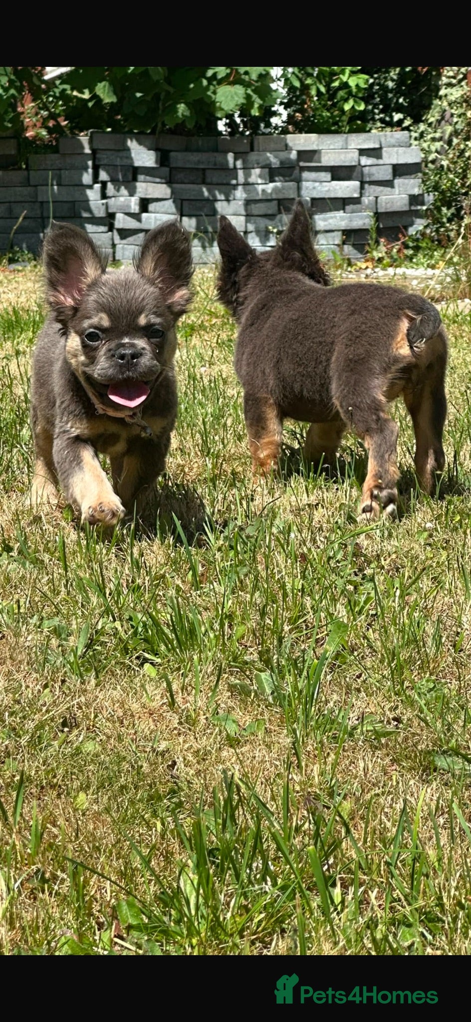 French Bulldog dogs Beautiful fluffy French bulldog pups - Advert 1