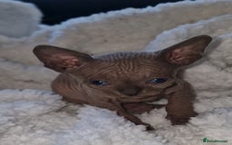 Sphynx cats for sale: Beautiful Canadian Sphynx kittens purebreed  - Image 20