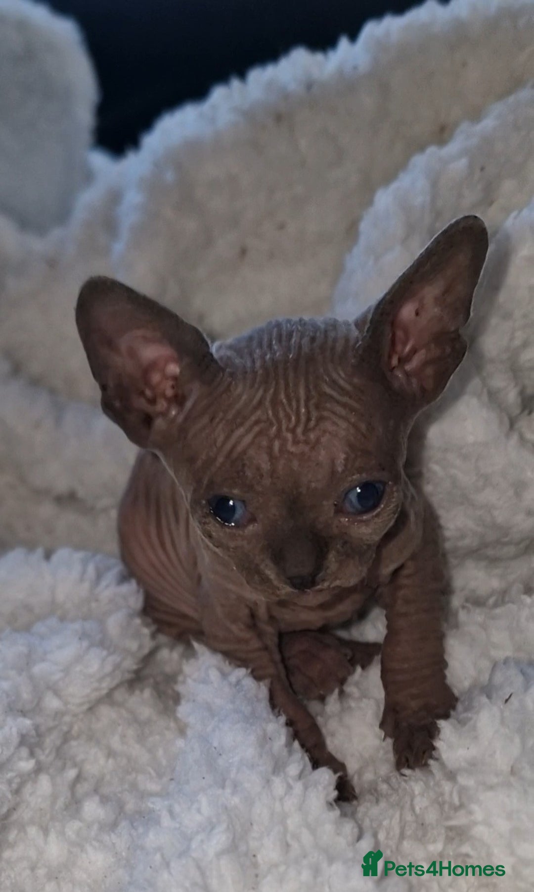 Sphynx cats for sale: Beautiful Canadian Sphynx kittens purebreed  - Image 20