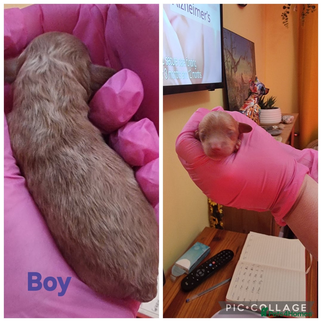 Poochon dogs for sale: Health tested home bred Poochons - Advert 5