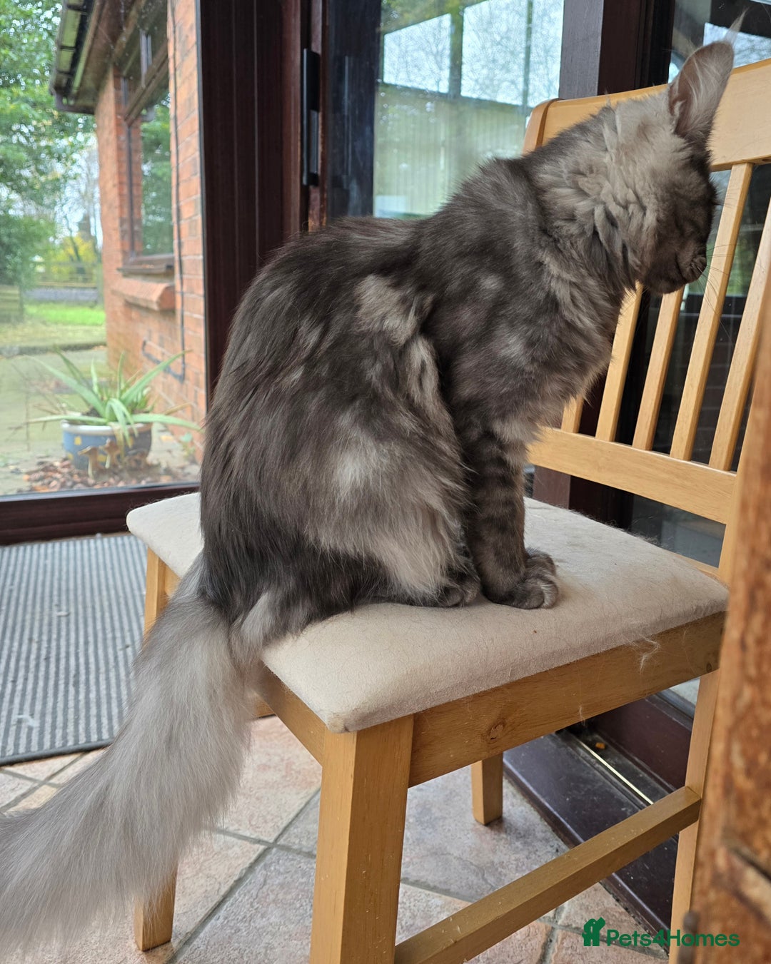Maine Coon cats for sale: Black Smoke - Advert 4