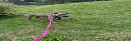 Dorset Olde Tyme Bulldogge dogs for sale: Reduced 12 Week old stunning pups - Advert 9