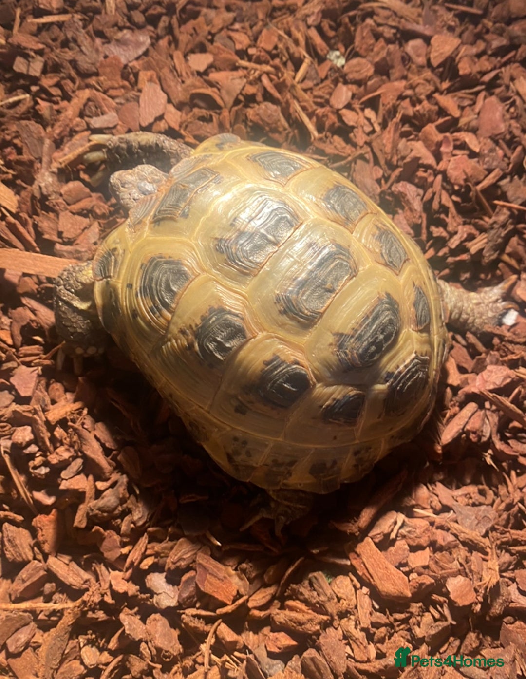 Tortoise reptiles for sale: Pair of Male Horsefield Tortoises with full set up - Advert 2