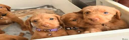 Hungarian Vizsla dogs for sale: Wirehaired Hungarian Vizsla 💕 - Advert 5