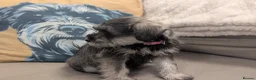 Miniature Schnauzer dogs for sale: Miniature schnauzer puppies  in Cowbridge - Advert 7