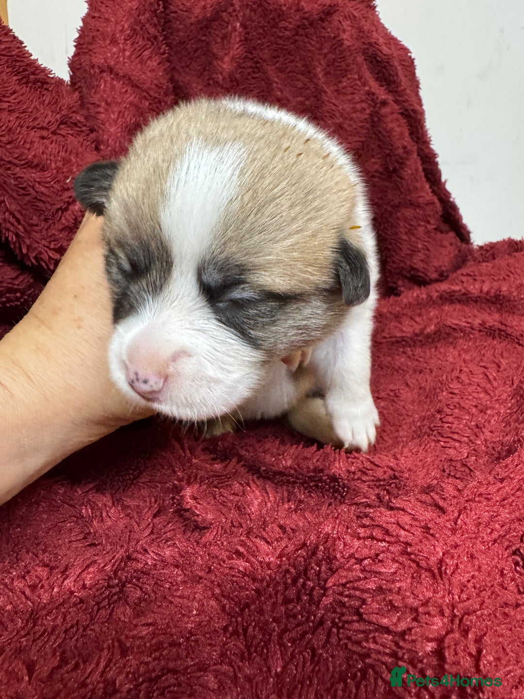 Welsh Corgi Pembroke dogs for sale: Naturally bobbed unique babies - Image 9