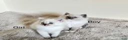 Ragdoll cats for sale: Ragdoll kittens - Advert 15