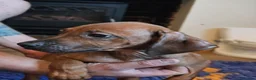 Rhodesian Ridgeback dogs for sale: K.c registered DNA clear pups  - Advert 2