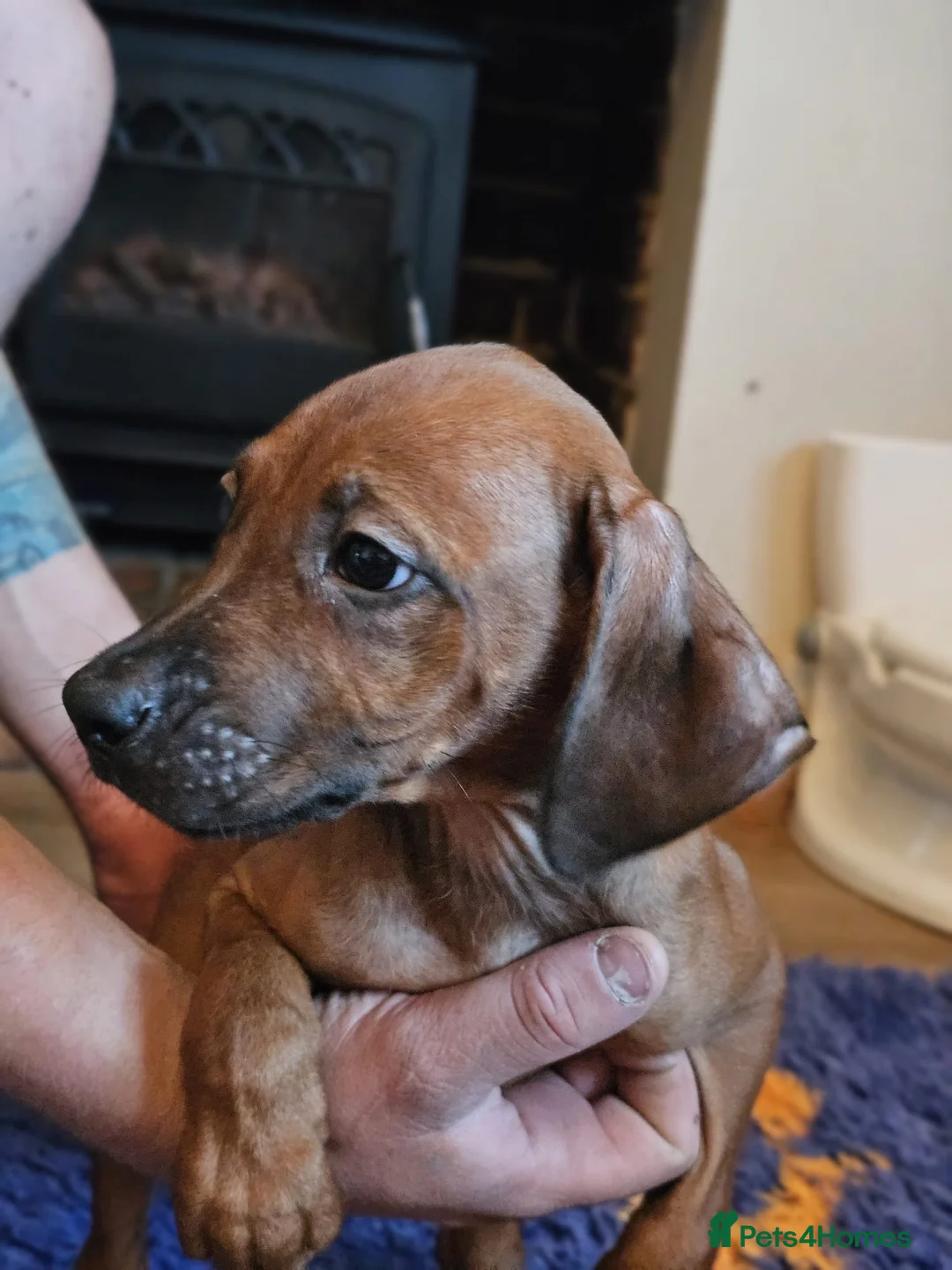 Rhodesian Ridgeback dogs for sale: K.c registered DNA clear pups  - Advert 2