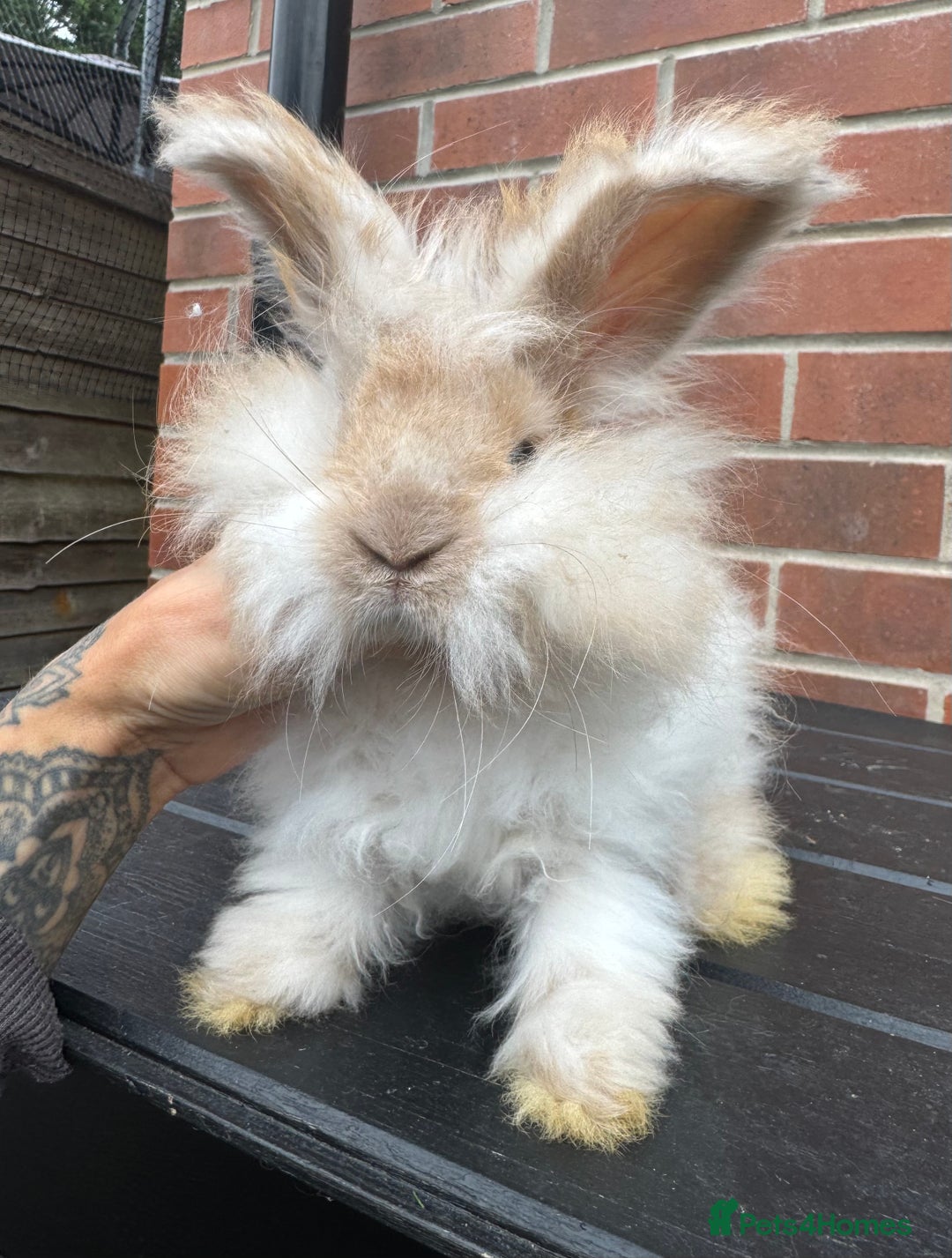 Angora rabbits for sale: Imported Angora Babies  - Image 3