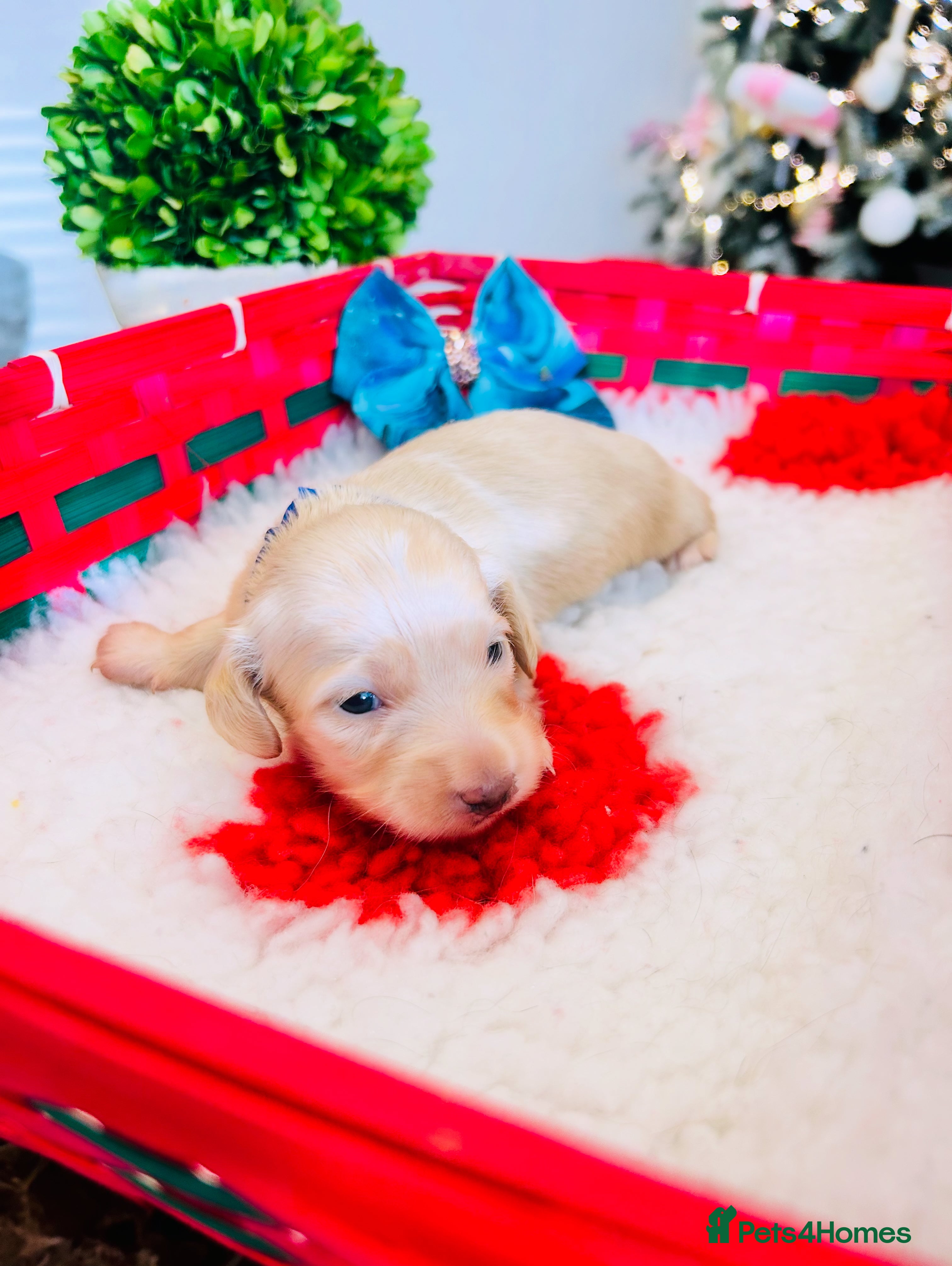 Miniature Dachshund dogs Creams  -5 Star Breeder ⭐️⭐️⭐️⭐️⭐️ - Advert 4