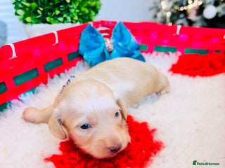 Miniature Dachshund dogs Creams -5 Star Breeder ⭐️⭐️⭐️⭐️⭐️ - Advert 4