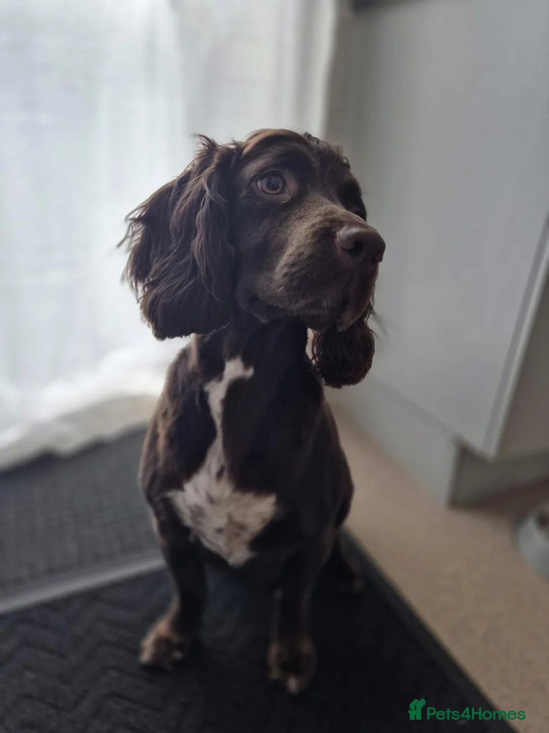 Sprocker dogs for sale: Exceptional home reared sprocker spaniel puppies.  - Advert 2