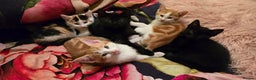 Mixed Breed cats for sale: Kittens - ready to go now. - Advert 3