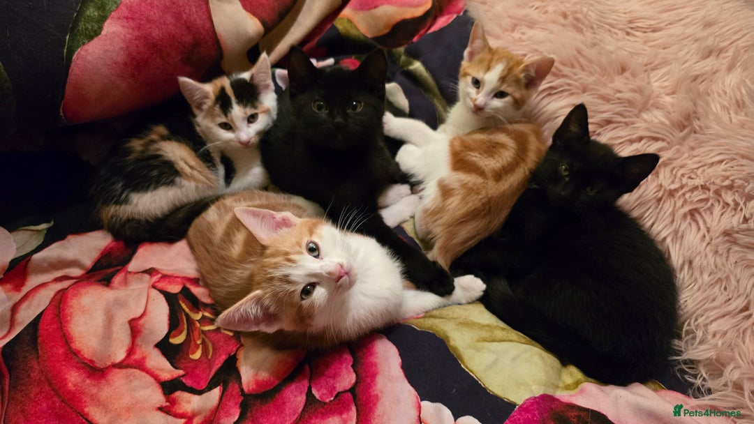 Mixed Breed cats for sale: Kittens - ready to go now. - Advert 3