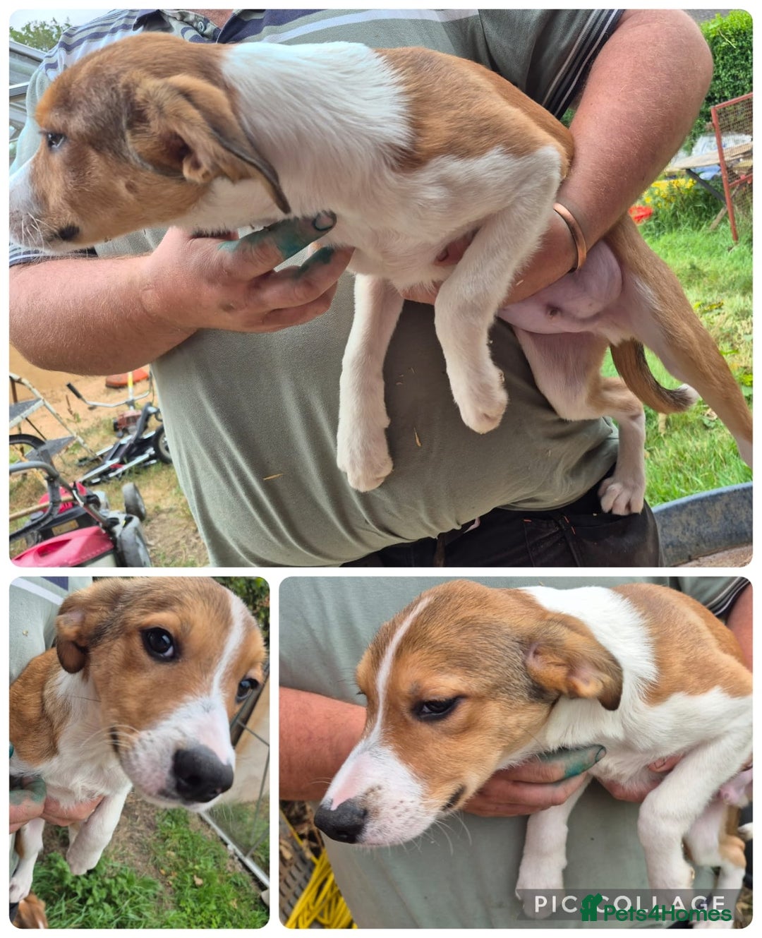 Welsh Collie dogs for sale: Welsh sheepdog puppies  in Aberystwyth - Image 1