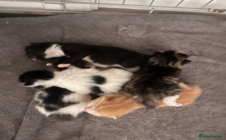 Mixed Breed cats - Advert 15