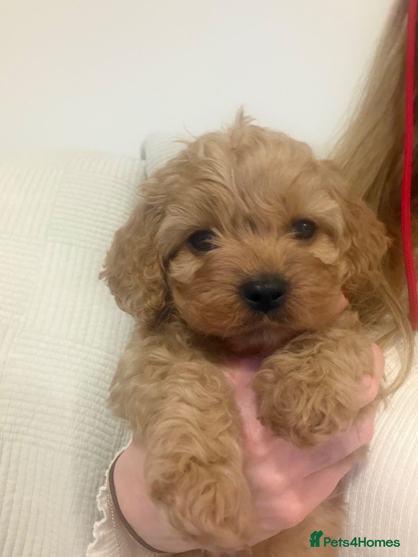 Cavapoo dogs for sale: F1 Cavapoo - Advert 15