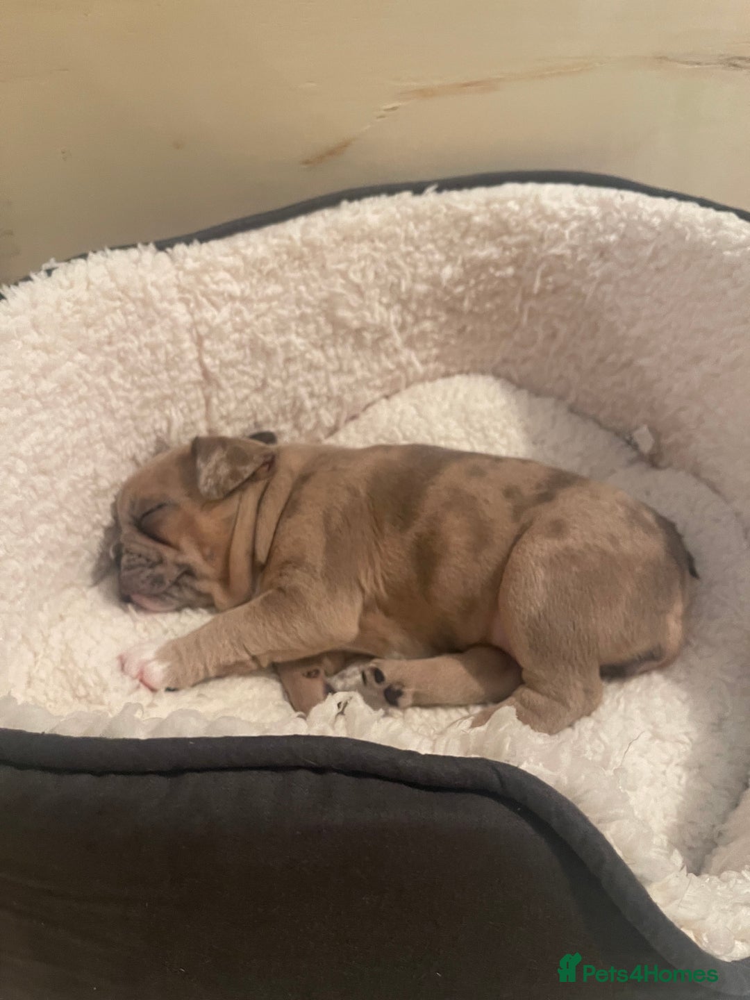 Mixed Breed dogs for sale: French pomerdogs  - Image 19