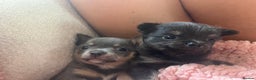 Chihuahua dogs for sale: 2 Chihuahua girls ready to leave   - Advert 3